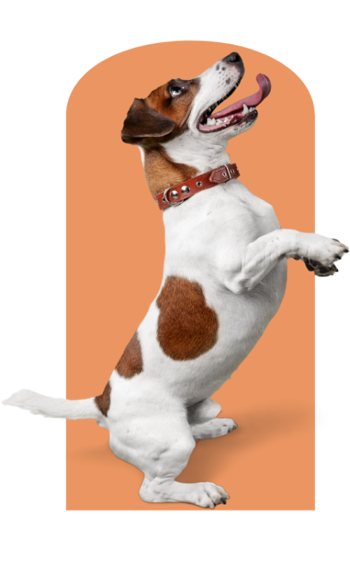 dogs training dogs training